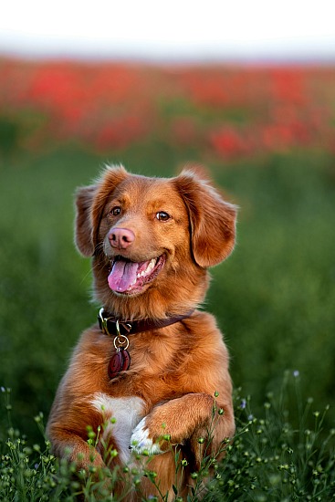 Fin's day at the park